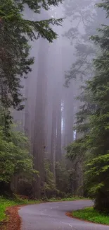 Misty forest path with tall trees and lush greenery.