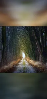 Mystical dark forest path with tree tunnel and light.