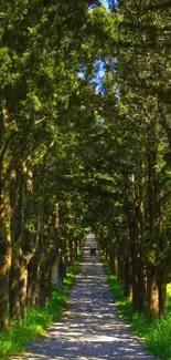 A serene forest pathway with lush green trees forming a natural tunnel.