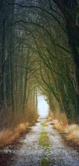 A mystical forest pathway with arching trees.