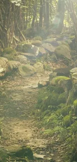 Serene forest path with sunlit greenery and moss-covered rocks.