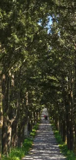 Serene forest path lined with tall, lush green trees on a sunny day.