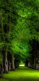 Enchanting forest pathway with lush green trees and bright foliage.