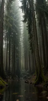 Misty forest with towering trees and a serene, tranquil atmosphere.