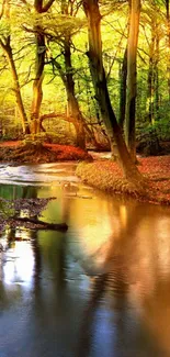 Serene forest stream illuminated by golden sunlight in autumn.