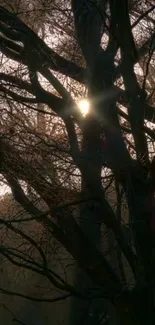 Sunbeams filter through forest trees creating a serene and enchanting scene.