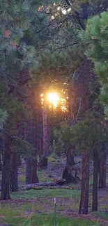 Sunset through trees in an evergreen forest wallpaper.