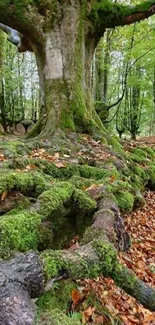 Majestic tree with moss and fallen leaves in serene forest.