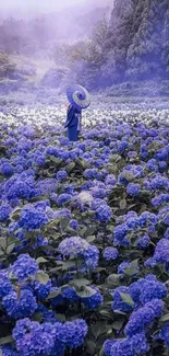 Person standing in a lavender field surrounded by hydrangeas.