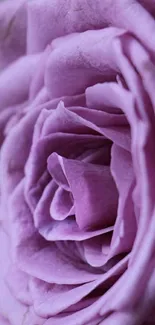 Lavender rose wallpaper with detailed petals and calming hue.