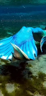 Enchanting mermaid swimming underwater with vibrant blue tail.