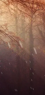 Misty forest with sunlight rays through autumn trees.