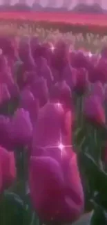 Enchanting pink tulip fields in full bloom at dusk.