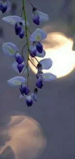 Delicate purple flowers with bokeh lights in the background.