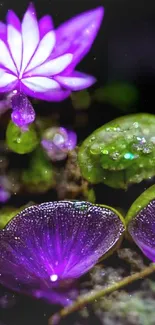 Vibrant purple flower with dewdrops and green leaves.