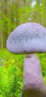 A purple mushroom in a lush green forest, perfect for a mobile wallpaper.