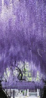 Beautiful purple wisteria tunnel creating a serene floral canopy.