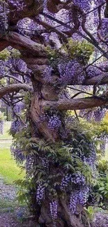 Purple wisteria tree with lush blossoms and twisted branches.