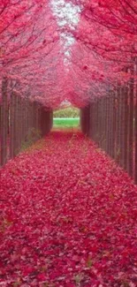 Red forest path with autumn leaves covering the ground.