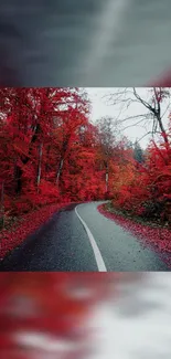 Vibrant red forest path for mobile wallpaper, showcasing autumn beauty.