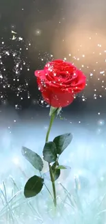 Red rose with sparkle effects on a soft green background.