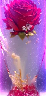 Red rose in glass with purple glow and butterflies.