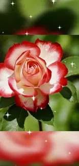 A vibrant red and white rose with sparkles on a green background.