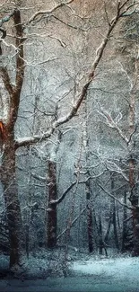 Snow-covered forest in winter setting