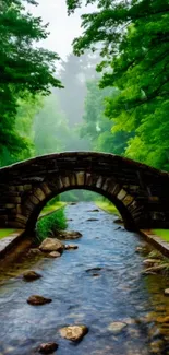 Serene stone bridge over a tranquil forest stream.