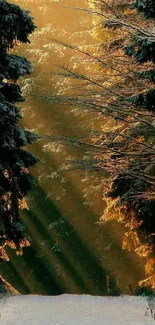 Sunlit path through a snowy forest with dark green trees.