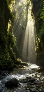 Sunlit stream flowing through lush forest with rays of light.