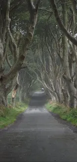 Misty tree tunnel on a serene countryside road.