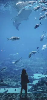 Person standing before a large aquarium tank with swimming fish.