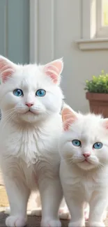 Charming white cats with blue eyes sitting in a cozy home setting.