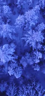 Aerial view of blue-tinted winter forest.