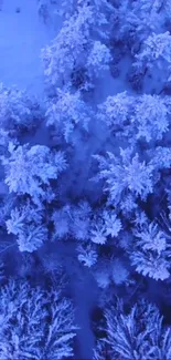 Aerial view of snow-covered forest with frosty blue trees.