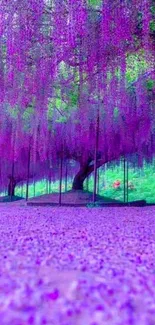 Purple wisteria flowers cascading in a serene garden view.