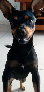 Energetic black dog standing on tiles.