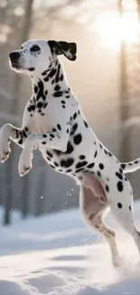 Dalmatian jumping playfully in snowy forest with sunlight.