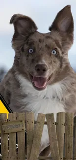 Playful brown dog with blue eyes behind wooden fence.