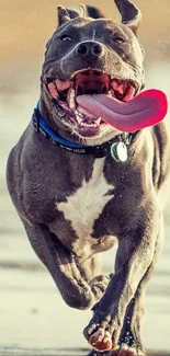 A joyful dog running along a sunny beach with playful energy.