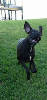 Black dog running energetically on green grass near a lake.