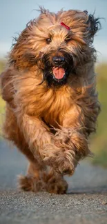 Energetic dog running on a pathway, showcasing motion and joy.