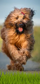 Energetic dog running down a sunlit path, full of joy and excitement.