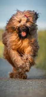 Joyful dog running on a path with a red bow in nature.