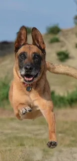 A joyful dog leaping energetically outdoors.