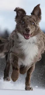 Energetic dog running through snowy landscape with joyful expression.