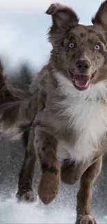 Playful dog bounding through snowy landscape with vibrant energy.