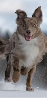 Energetic dog running joyfully through snow.