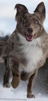 Playful dog running in the snow, showing energy and motion.